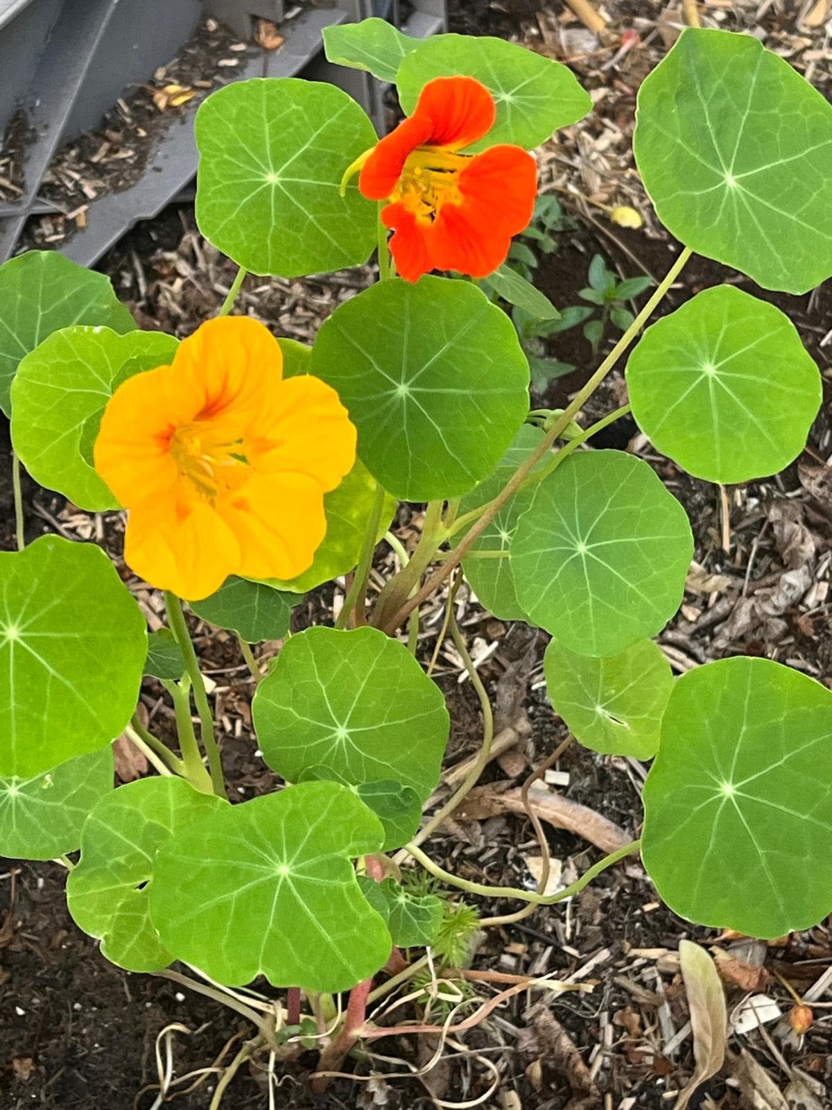 Kapuzinerkresse mit orangen und gelben Blüten und runden grünen Blättern