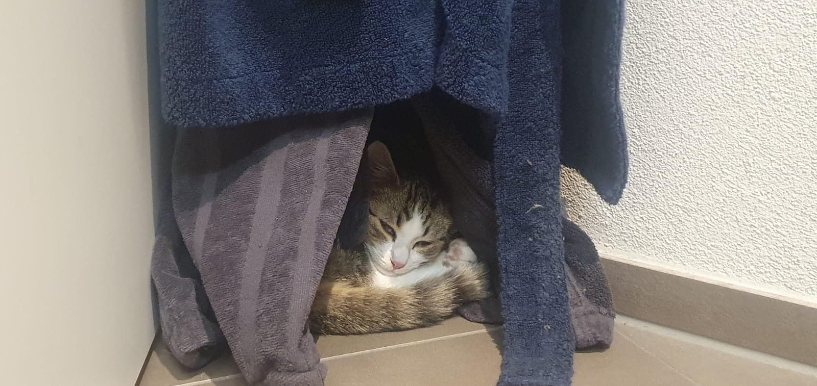 Kleine Katze versteckt sich unter hängenden Handtüchern